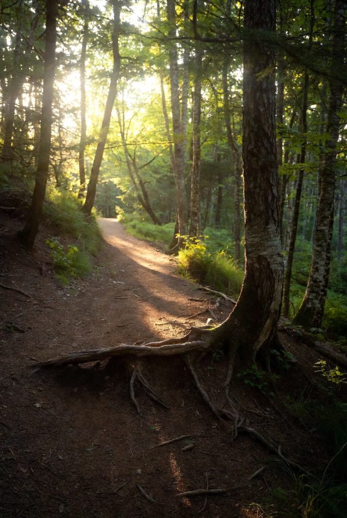 ennui en forêt
