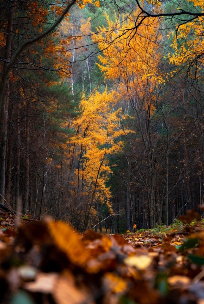 ennui en forêt