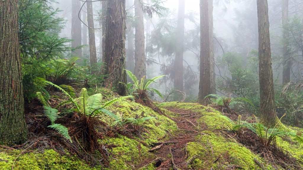 la forêt