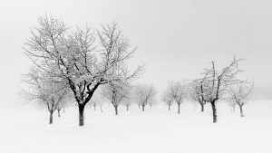 l'arbre et l'hiver