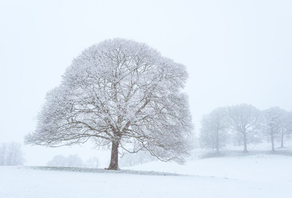 arbre en hiver
