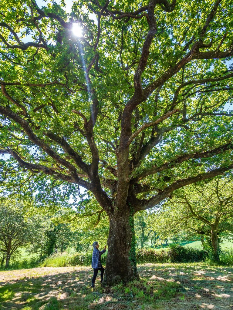 arbres dans la forêt