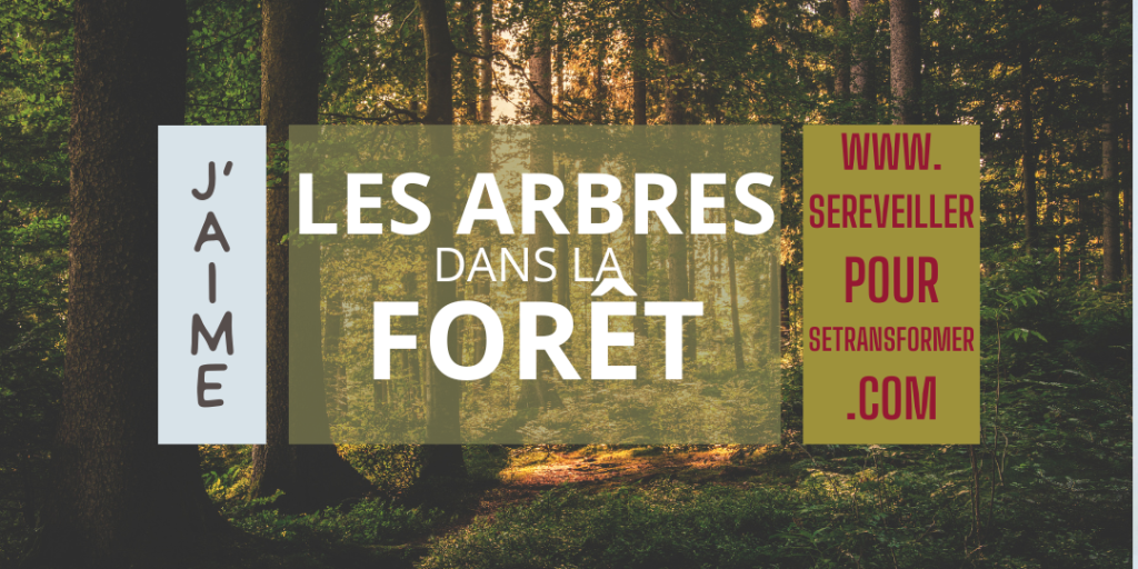 arbres dans la forêt