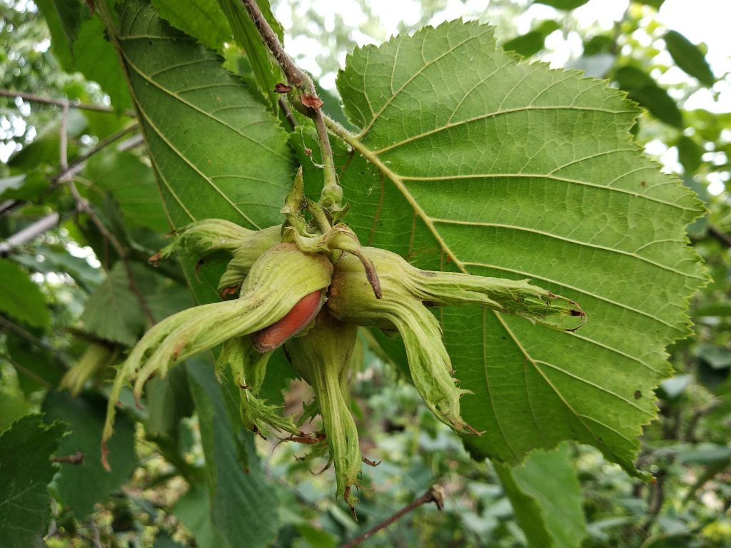 bain de forêt