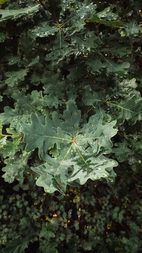 bain de forêt