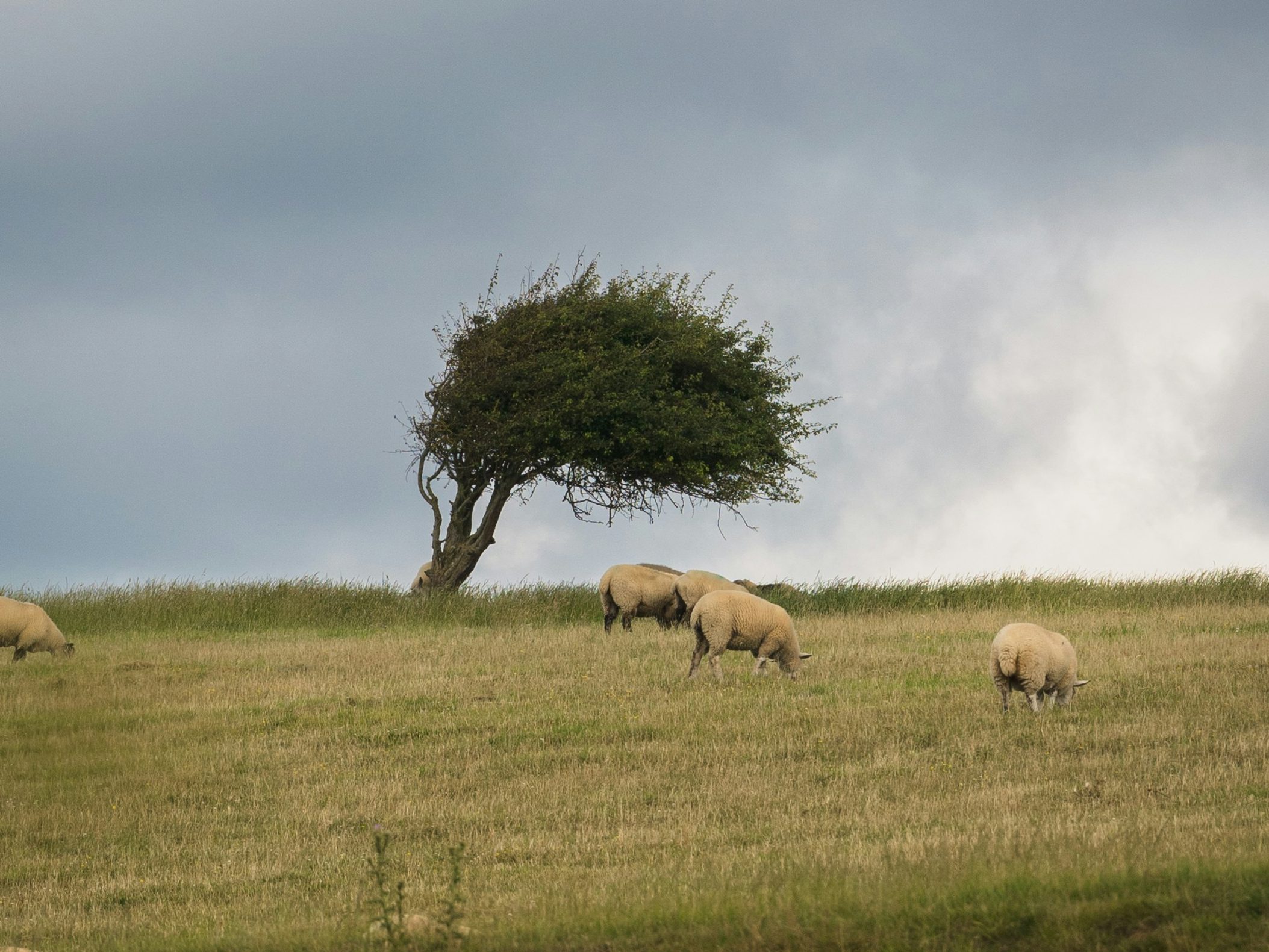 vivre le vent