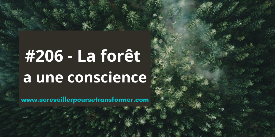 #206 – La forêt a une conscience