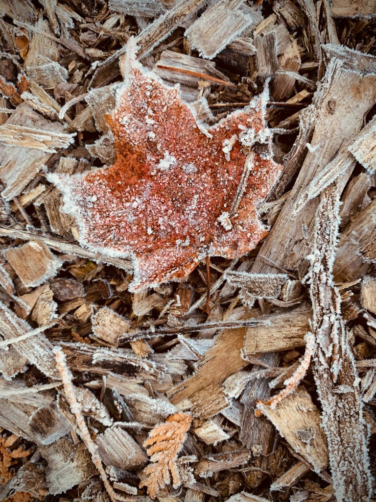 plat d’hiver réconfortant