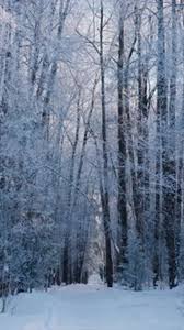 marche en forêt hivernale