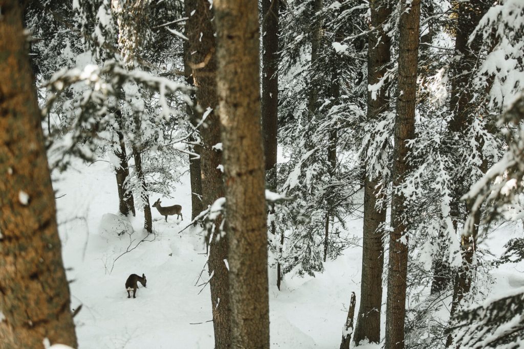 marche en forêt hivernale