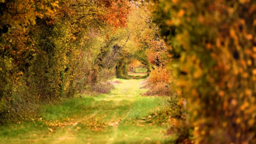 cuisine slow food maison