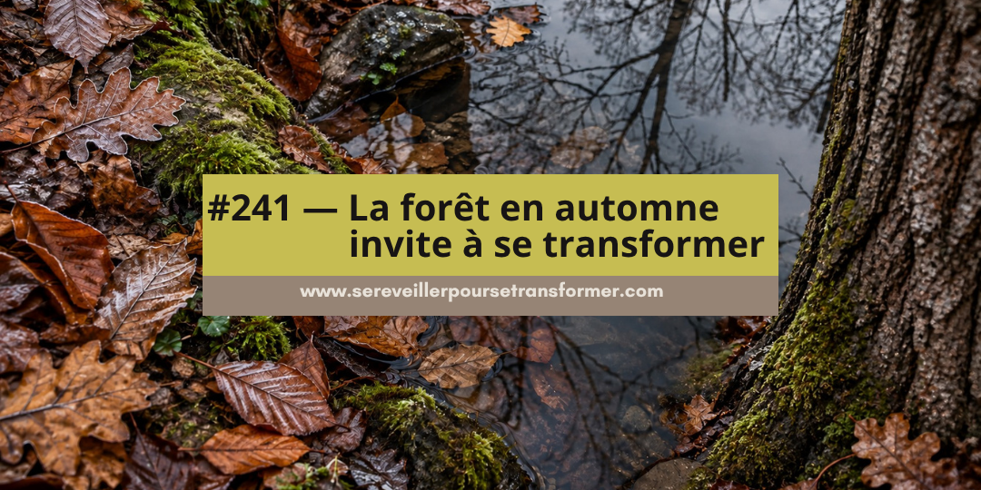 #241 – La forêt en automne invite à se transformer